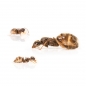 Preview: Lasius grandis